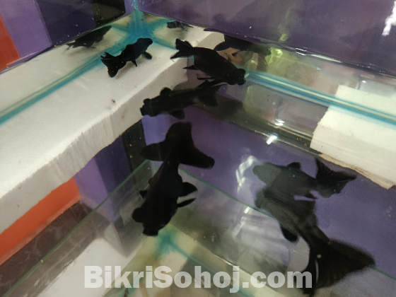 Black moor gold fish